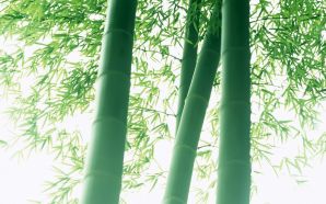 Green bamboo wallpapers