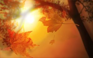 Free The Sun Go Through The Autumn Tree Leaves wallpaper