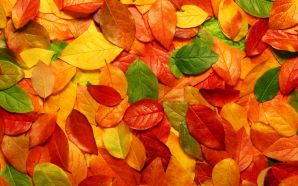 Autumn leaves wallpaper