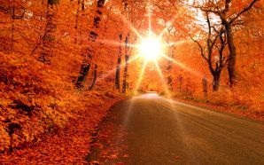 Autumn Free Wallpaper - Autumn Road