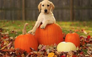 Autumn Free Wallpaper - A pumpkin and a..dog