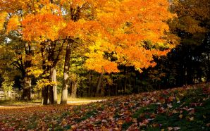 Autumn Free Wallpaper - Autumn Forest