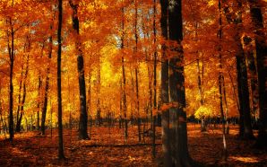 Autumn Free Wallpaper - autumn forest