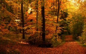 Autumn Free Wallpaper - Autumn Path