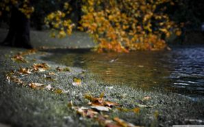 Autumn Free Wallpaper - Autumn River Bank