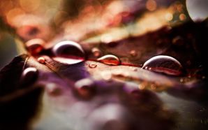 Autumn Free Wallpaper - autumn droplets