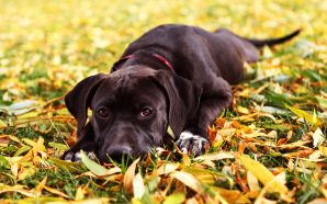Autumn Free Wallpaper - autumn dog