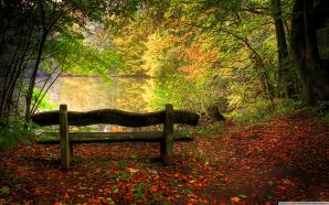 Autumn Free Wallpaper - Empty Bench In Fall Scene