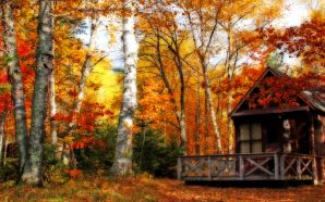 Autumn Free Wallpaper - Autumn