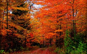 Autumn Free Wallpaper - Autumn Colors