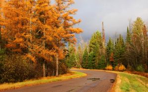 Autumn Free Wallpaper - Autumn Road