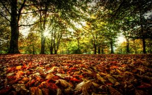 Autumn Free Wallpaper - Autumn Leaves