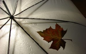 Autumn Free Wallpaper - Umbrella