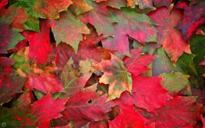 Autumn Free Wallpaper - remember autumn