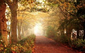 Autumn Free Wallpaper - autumn road