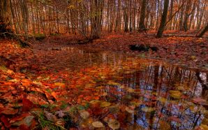 Autumn Free Wallpaper - Stream in Autumn