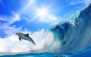 Dream Summer 2012 - playful dolphin