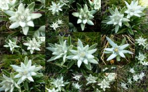 Dream Spring 2012 - edelweiss of the alps