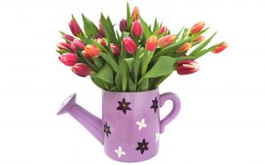 Dream Spring 2012 - tulips