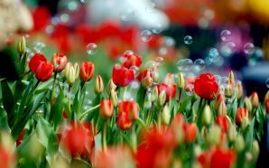 Dream Spring 2012 - field of tulips