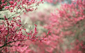 Dream Spring 2012 - spring tree