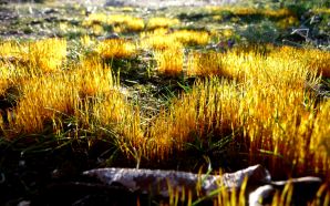 Dream Spring 2012 - yellow spring grass