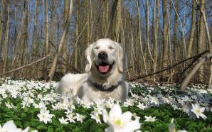 Dream Spring 2012 - spring dog