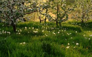 Dream Spring 2012 - spring blossoms