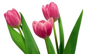 Dream Spring 2012 - three tulips
