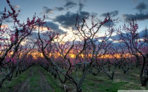 Dream Spring 2012 - spring orchard