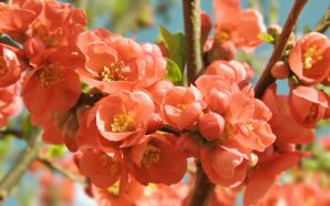 Dream Spring 2012 - blossom