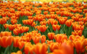 Dream Spring 2012 - field of orange tulips