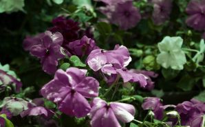 Dream Spring 2012 - purple flowers