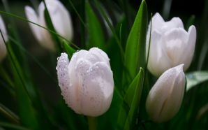 Dream Spring 2012 - white tulips