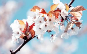 Dream Spring 2012 - white blossoms for my dear luiza