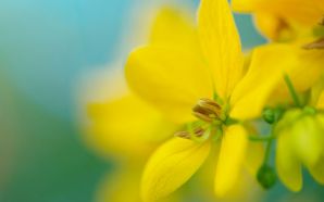 Dream Spring 2012 - yellow flower