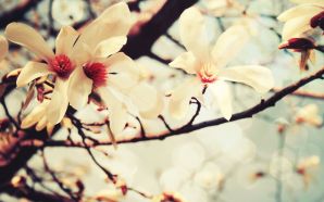Dream Spring 2012 - flowers