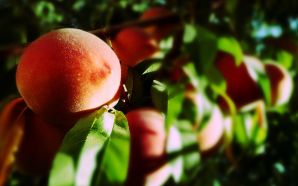 Dream Spring 2012 - fresh peaches