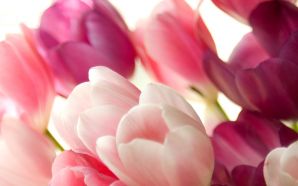 Dream Spring 2012 - sweet tulips