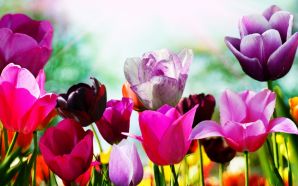 Dream Spring 2012 - tulips in spring