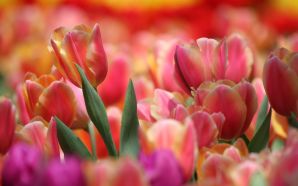 Beautiful Summer 2012 - tulips