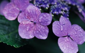 Beautiful Summer 2012 - lilac hydrangea flower.jpg