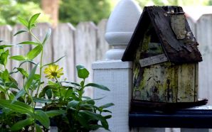 Beautiful Summer 2012 - birdhouse flowers