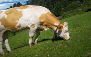 Beautiful Summer 2012 - cow