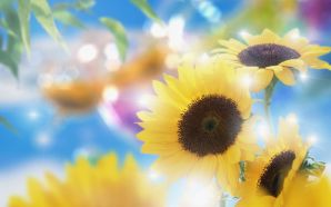 Beautiful Summer 2012 - sunflowers