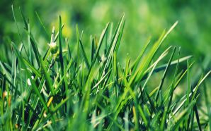 Beautiful Summer 2012 - grass