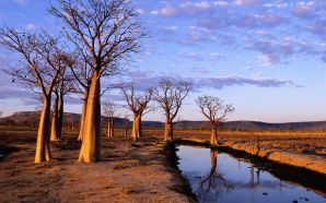 Boab Trees on Kimberley Plateau