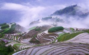 Rice terraces in early morning mist, Guangxi Province, China