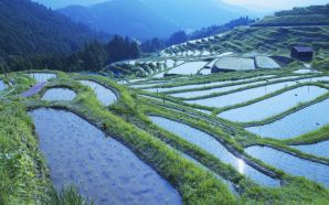 Rice paddy, Mie prefecture, Japan
