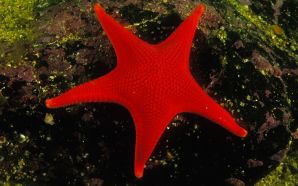 Bright Starfish